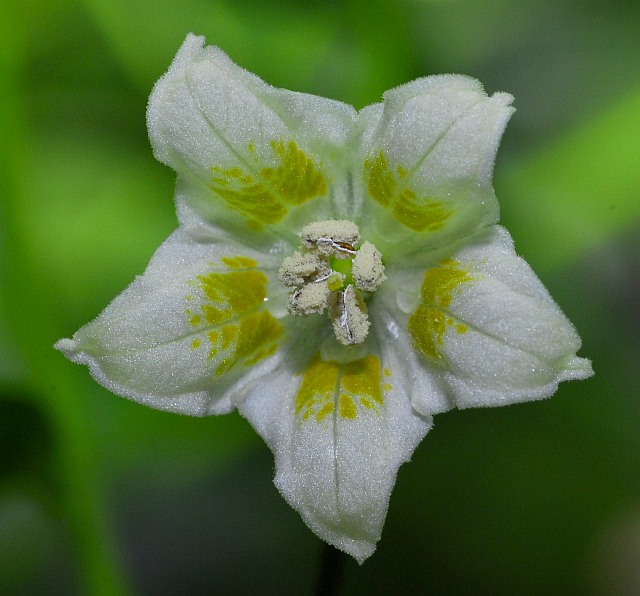 Baccatum flower